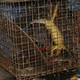 Illustration for article titled Scientists Discover Two New Species of Lizard on the Black Market